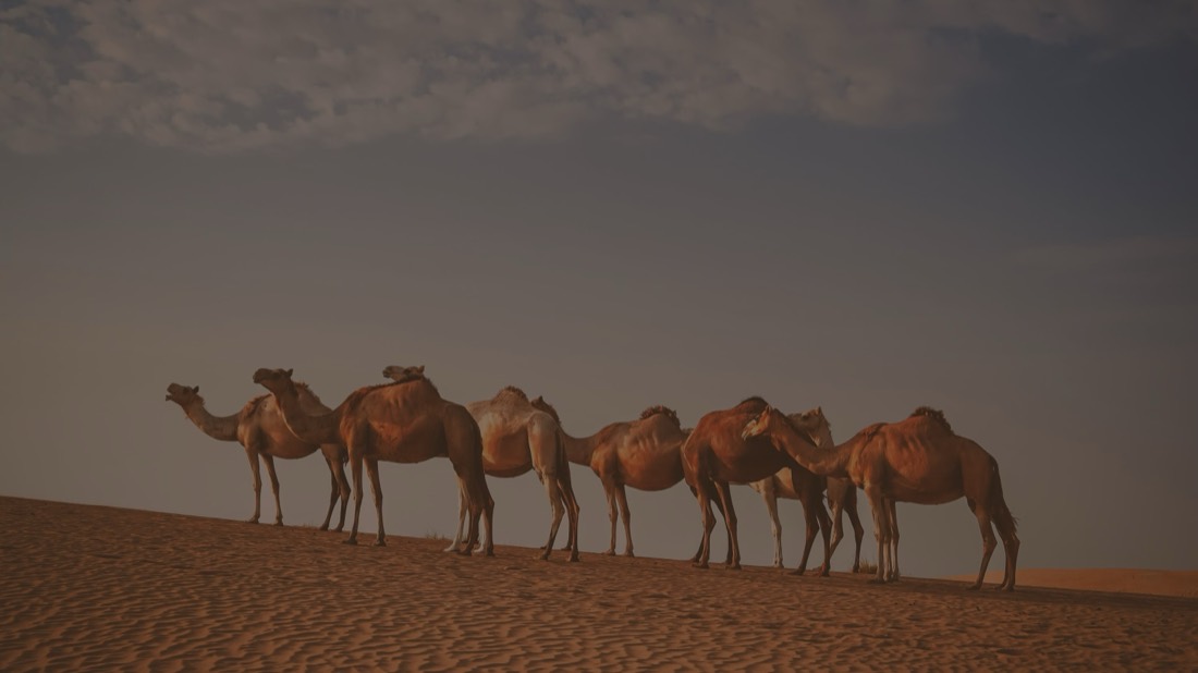 النقل والخدمات اللوجستية